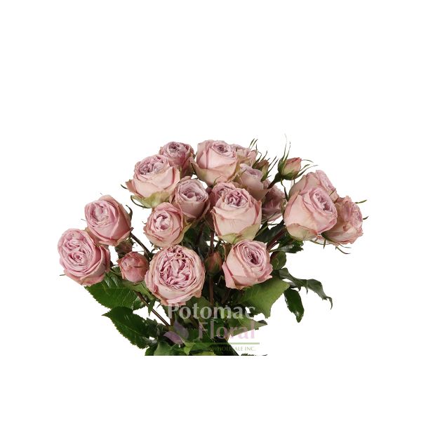 Cozumel Dusty Pink Spray Rose - Potomac Floral Wholesale